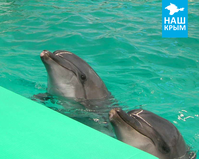 Дельфинотерапия в Крыму