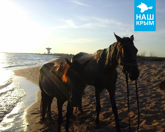 Конные прогулки в Крыму