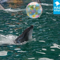Черноморский дельфин афалина