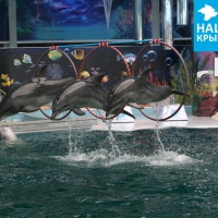 Черноморские дельфины афалины