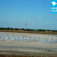 Чайки на соленом озере