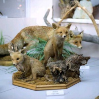 Музей природы Кара-Дага в Коктебеле
