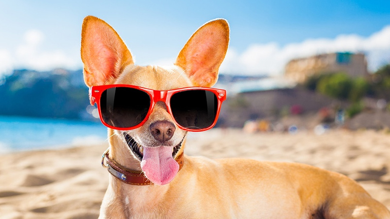 Собакам запрещают посещать пляжи Крыма