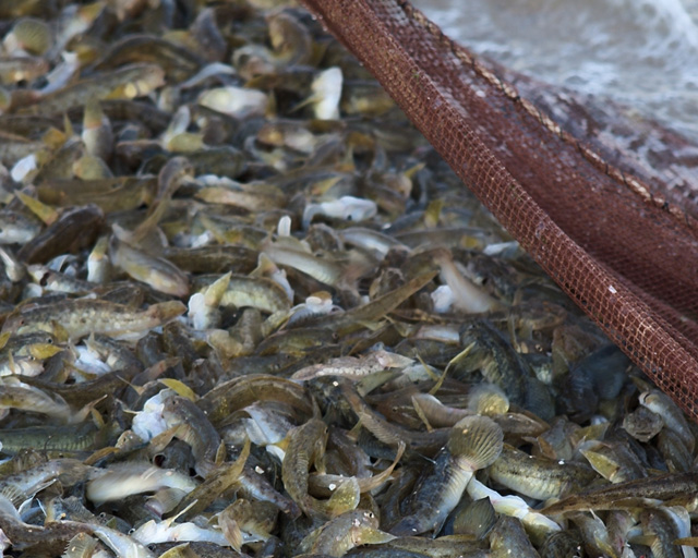 Азовское море в этом году порадовало керченских рыбаков отличным уловом