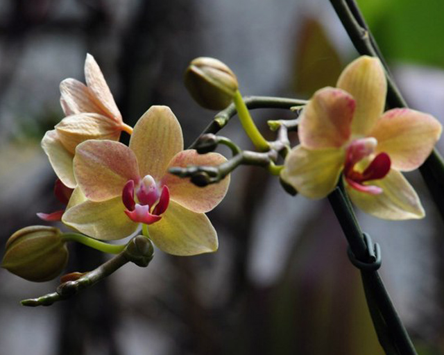 Путешествие выходного дня. Вслед за тюльпанами, ирисами, сиренью в Никитском ботаническом саду расцвели орхидеи