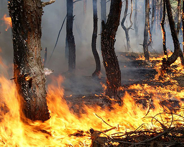 Из-за высокого уровня пожароопасности в Крыму ограничено посещение лесов