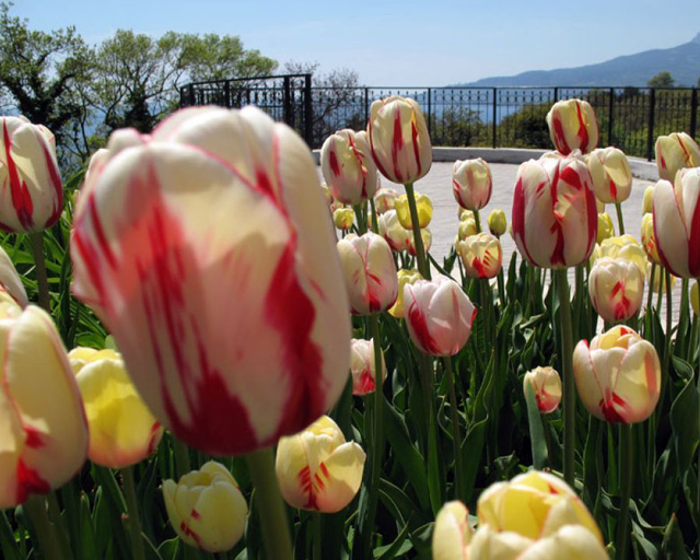Парад тюльпанов откроет выставочный сезон 2016 в Никитском ботаническом саду
