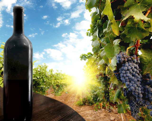 Пока Правительство РФ занимается вопросами учёта виноградников, крымские виноделы уже выпустили первое отечественное вино с «пропиской»