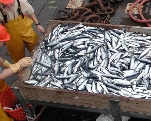 Крымские рыболовы наращивают объёмы вылова