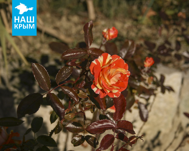 Никитский ботанический сад впервые представит на выставке розы собственной селекции